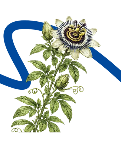 Mučenka opletavá